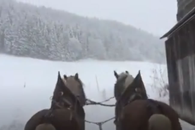Video Pferdeschlittenfahrt beim Vorberghof in Ramsau am Dachstein